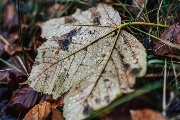 秋天树叶上的水滴的详细照片 落叶上的小的闪亮的雨滴 水滴宏观照片 — 图库照片