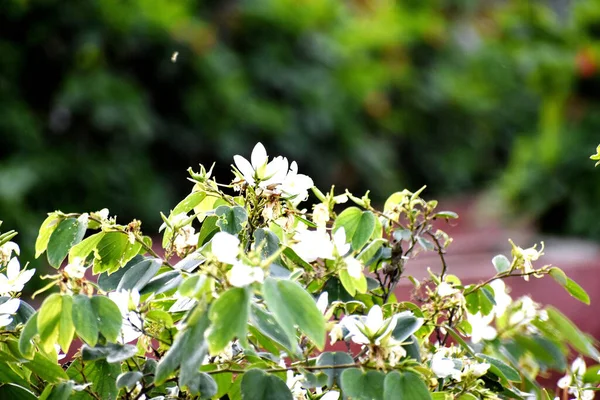 Ağaç Dallarındaki Güzel Beyaz Çiçeklerin Seçici Odağı — Stok fotoğraf