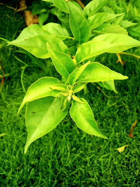 Vertikální Záběr Zelené Plantáže Zahradě — Stock fotografie