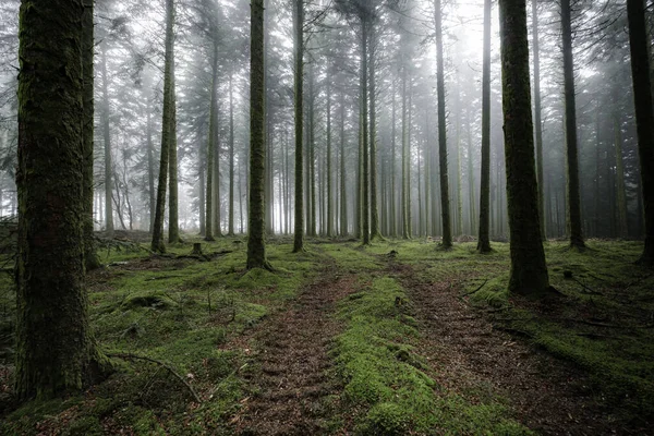 Gräsbevuxen Stig Omgiven Höga Träd Dimmiga Och Mystiska Skogen — Stockfoto