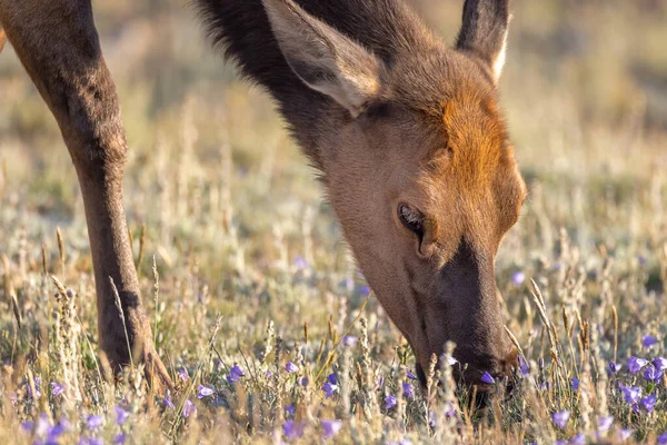 Une Femelle Broutée Dans Parc National Des Rocheuses Colorado — Photo