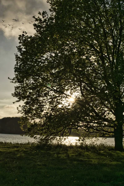 Eine Schöne Aufnahme Eines Riesigen Baumes Mit Sonnenstrahlen Flussufer — Stockfoto