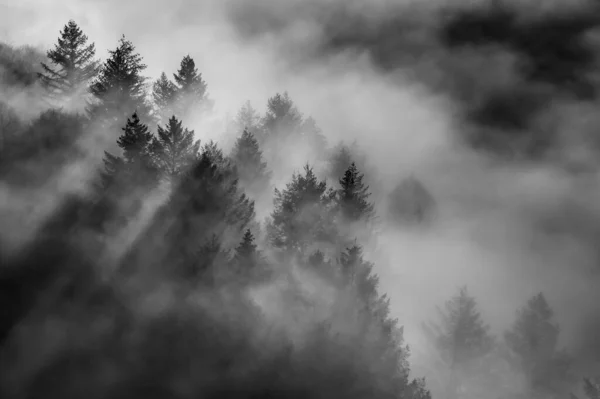 Een Adembenemend Mooi Uitzicht Mistige Bewolkte Bergen Bedekt Met Bomen — Stockfoto