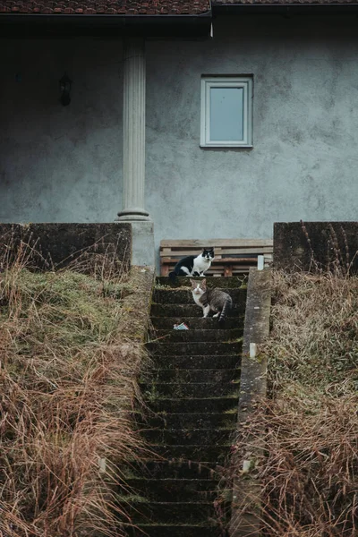 两只可爱的猫在一所乡村房屋的楼梯外经受了风吹日晒 — 图库照片