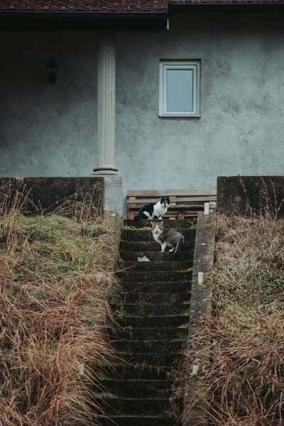 Due Adorabili Gatti Sulla Scala Esterna Una Casa Campagna — Foto Stock