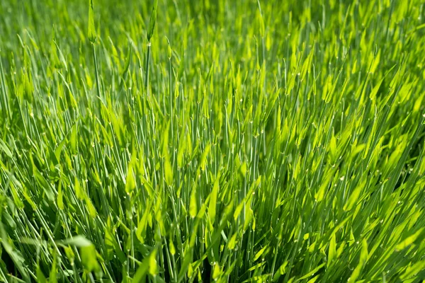 Closeup Green Grassy Field Sunrays — Stock Photo, Image