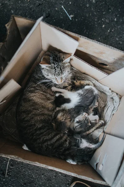 Ένα Κάθετο Πλάνο Μιας Μητέρας Γάτας Γατάκια Ξαπλωμένα Ένα Κουτί — Φωτογραφία Αρχείου