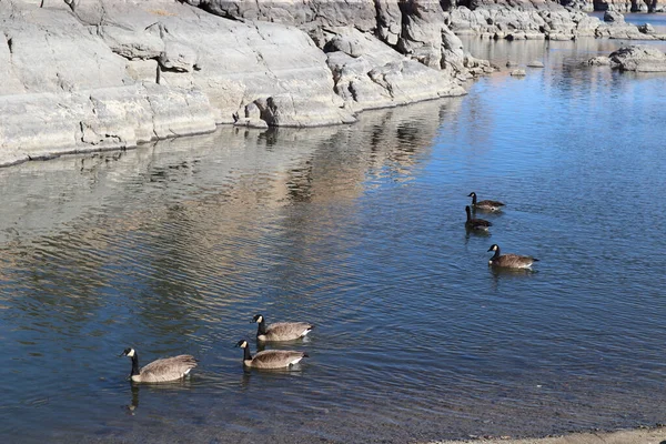 Colpo Oche Canadesi Migratorie Che Nuotano Watson Lake Arizona — Foto Stock