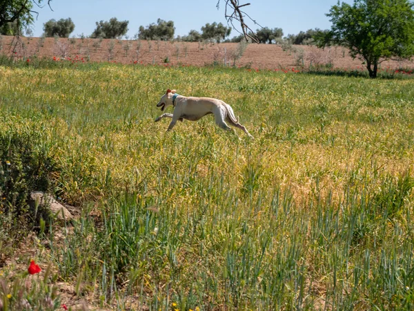 Perro Galgo Blanco Corriendo Campo Verde —  Fotos de Stock