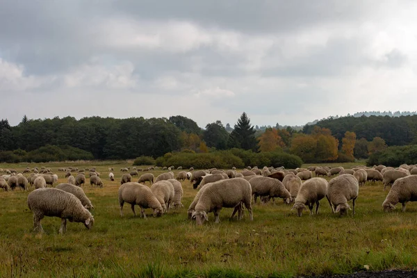 Stádo Ovcí Pasoucích Pastvinách Ponurý Den — Stock fotografie