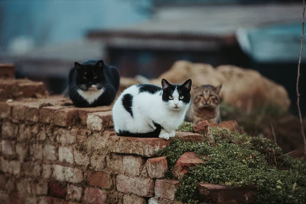Tři Různé Kočky Sedící Kamenné Hranici — Stock fotografie