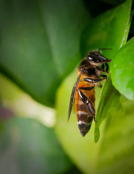 Gros Plan Abeille Sur Une Feuille Plante — Photo