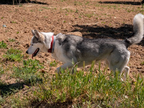 Belo Husky Campo Verde — Fotografia de Stock