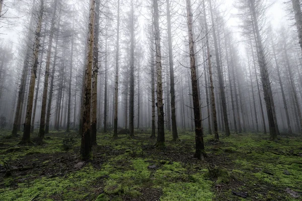 Uma Vertical Das Árvores Altas Floresta Nebulosa Assustadora — Fotografia de Stock