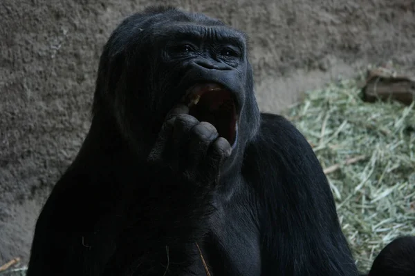 Seattle Förenade Staterna Feb 2009 Gorilla Plockar Tänder Woodland Park — Stockfoto