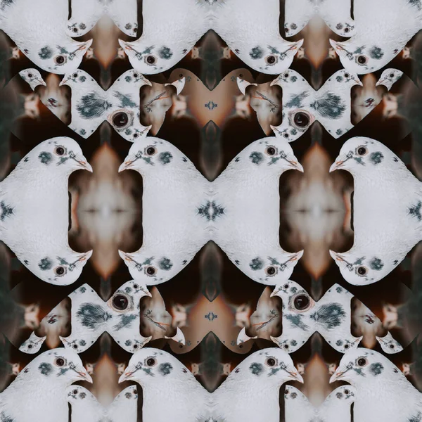 Ein Abstrakt Einer Taube Kaleidoskopmuster Cool Für Tapete Oder Hintergrund — Stockfoto