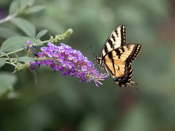 Una Hermosa Foto Una Mariposa Recogiendo Néctar Una Flor Púrpura — Foto de Stock