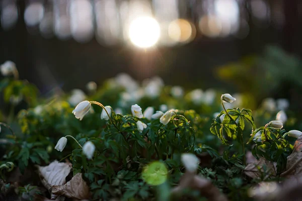 Tiro Seletivo Foco Das Flores Brancas Uma Floresta Dia Bonito — Fotografia de Stock