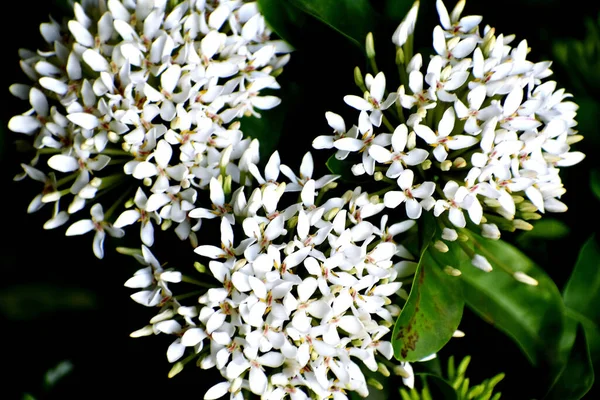 Primer Plano Bonitas Flores Blancas Para Fondo Pantalla Fondo — Foto de Stock