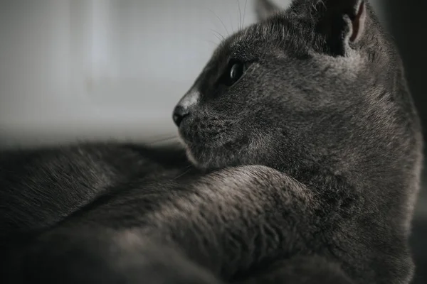 Een Closeup Van Een Rustende Russische Blauwe Kat Met Een — Stockfoto