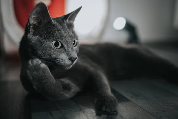 Vtipná Ruská Modrá Kočka Ležící Podlaze — Stock fotografie