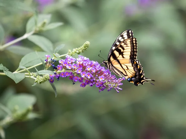 Una Bella Foto Una Farfalla Che Raccoglie Nettare Fiore Viola — Foto Stock