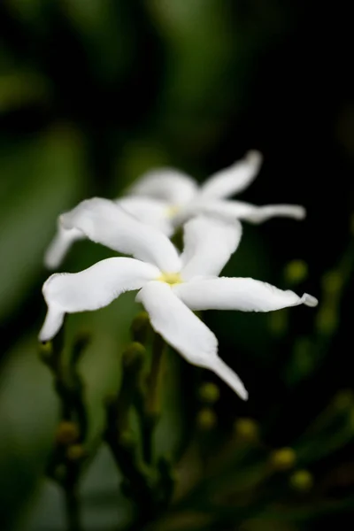 Flor Jazmín Blanco Sampaguita Jazmín Árabe — Foto de Stock