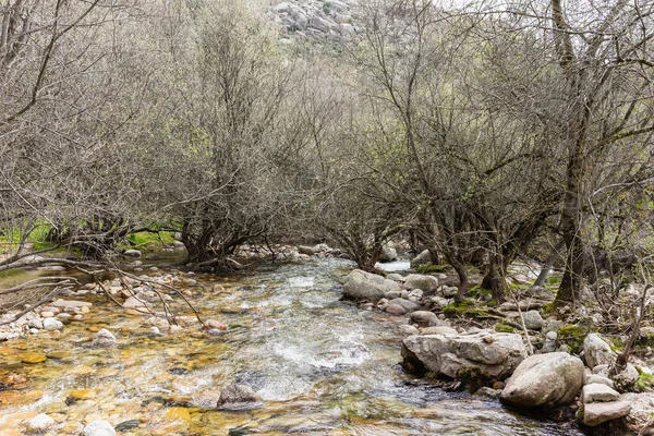 Una Hermosa Vista Río Que Fluye Sobre Rocas Con Árboles —  Fotos de Stock
