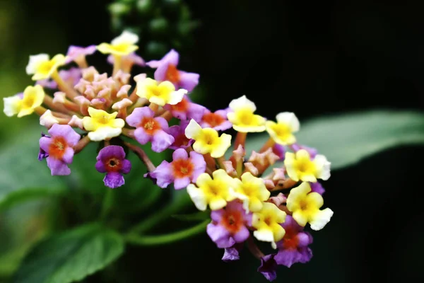 Belles Fleurs Multicolores Lantana Fleurissant Dans Jardin — Photo