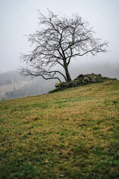 Vista Brumosa Árbol Solitario Pasto Prado Pasto Hierba Verde Árbol — Foto de Stock