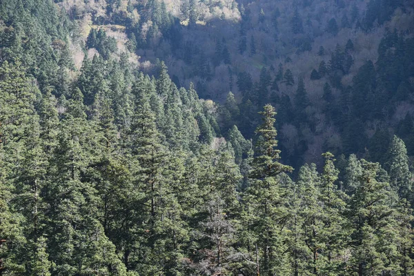 晴れた日の山の森のショット — ストック写真
