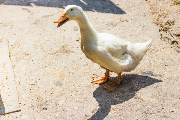 Canard Blanc Domestique Mignon American Pekin Sur Les Terres Agricoles — Photo