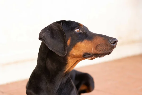 床に座っている黒い犬のクローズアップ — ストック写真