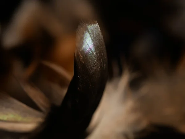 Крупный План Студийного Снимка Перьев Черном Фоне — стоковое фото