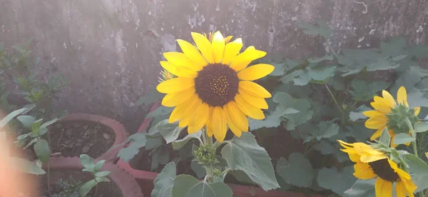 庭の花の鍋に咲く黄色のひまわりのクローズアップ — ストック写真