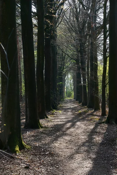 Vertical Shot Narrow Pathway Forest Covered Bare Trees Sunlight — Stock Photo, Image