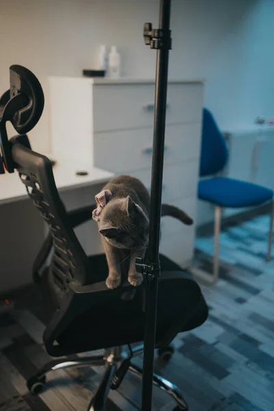 一只灰色的猫在玩工作室设备的近照 — 图库照片