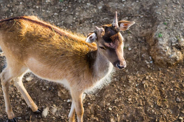 Cervo Ambiente Naturale — Foto Stock