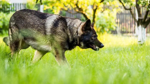 芝生の上を歩く好奇心旺盛な保護者ドイツの羊飼いの犬 — ストック写真