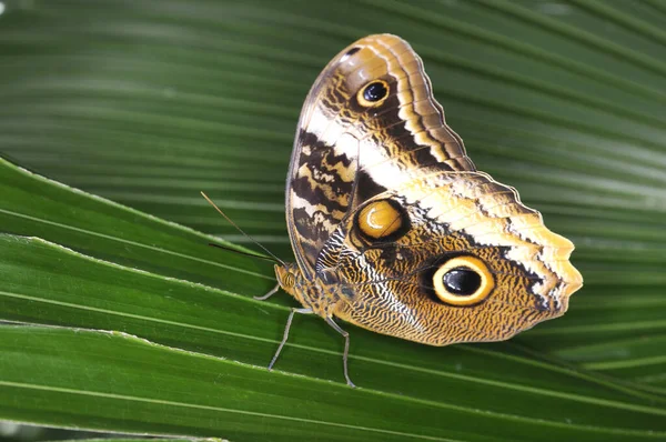 一只美丽而奇异的蝴蝶坐在鲜叶上的特写镜头 — 图库照片