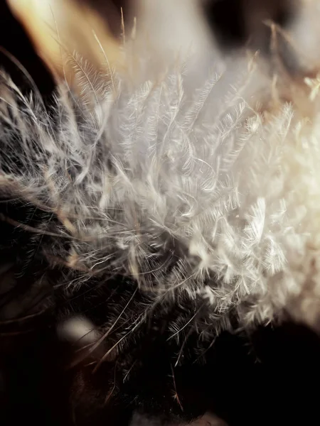 Studio Shot Beige Feathers Black Background — Stock Photo, Image