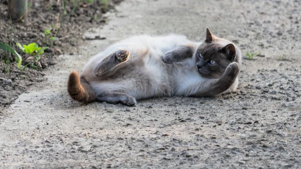 Μια Όμορφη Γκρι Γάτα Μπλε Μάτια Ξαπλωμένη Στο Έδαφος — Φωτογραφία Αρχείου