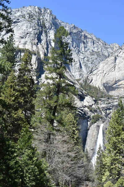 Disparo Vertical Yosemite Falls Entre Pinos Parque Nacional Yosemite California — Foto de Stock