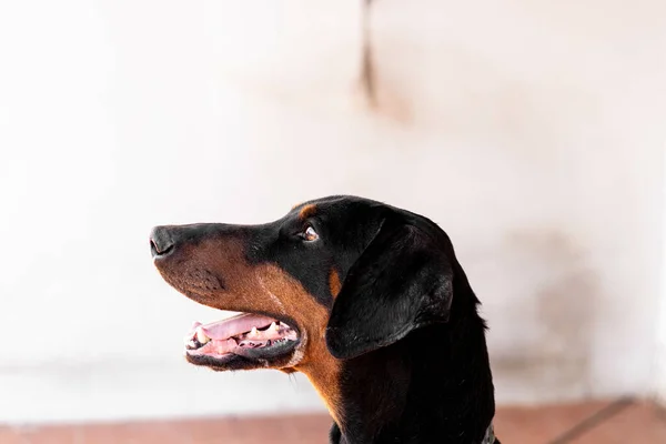 Крупним Планом Чорний Додерманський Собака Всередині Кімнати — стокове фото
