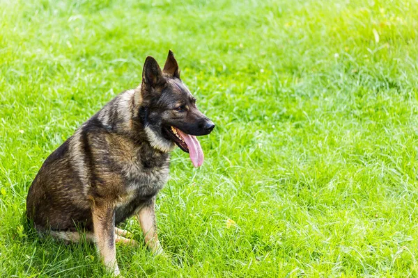 口から舌が突き出ている緑の牧草地に座っている羊飼いの犬 — ストック写真