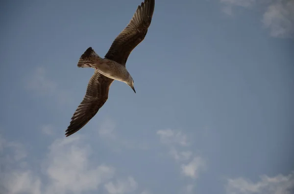 Eine Atemberaubende Westmöwe Fliegt Hoch Über Dem Wolkenverhangenen Blauen Himmel — Stockfoto