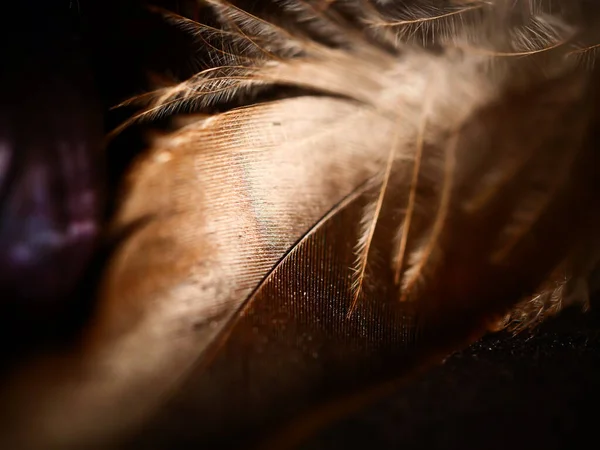 夢のキャッチャーの羽のテクスチャのクローズアップショット — ストック写真
