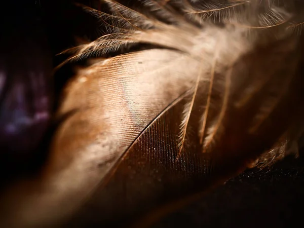 Close-Up Shot of Brown Feathers · Free Stock Photo