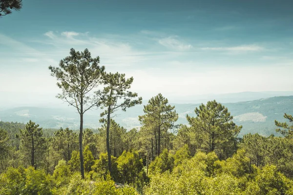 Uma Bela Vista Uma Paisagem Com Árvores Vegetação Sob Céu — Fotografia de Stock