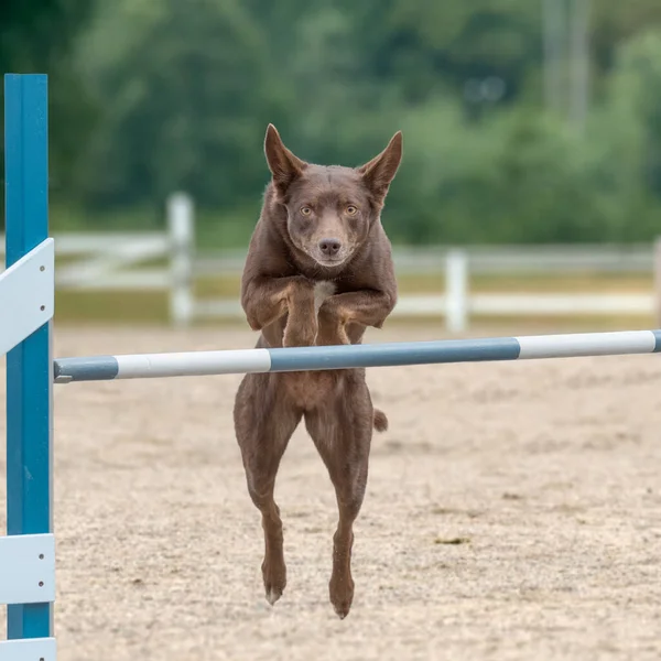 Marrone Australiano Kelpie Cane Formazione Saltare Oltre Ostacolo Agilità — Foto Stock